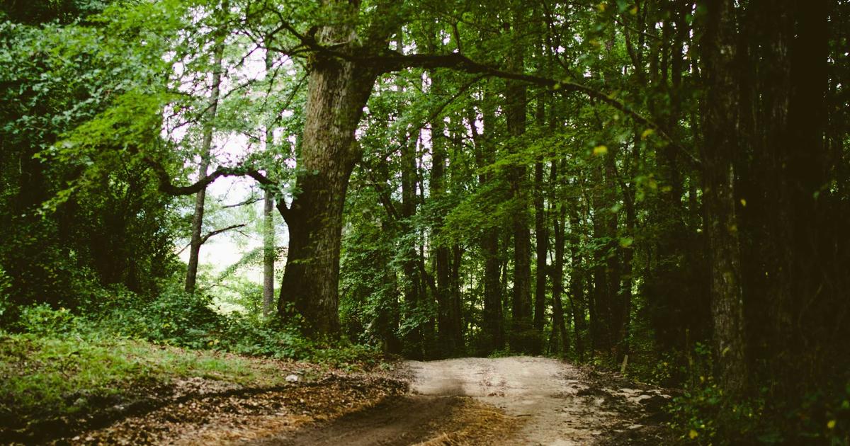 Beyond the Delivery Window: Pairing Cannabis with Baltimore’s Best Local Adventures